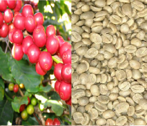 Robusta coffee bean S18